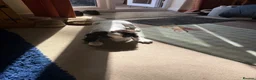 Sprocker dogs for sale: 16 week old male sprocker in Wrexham - Advert 3