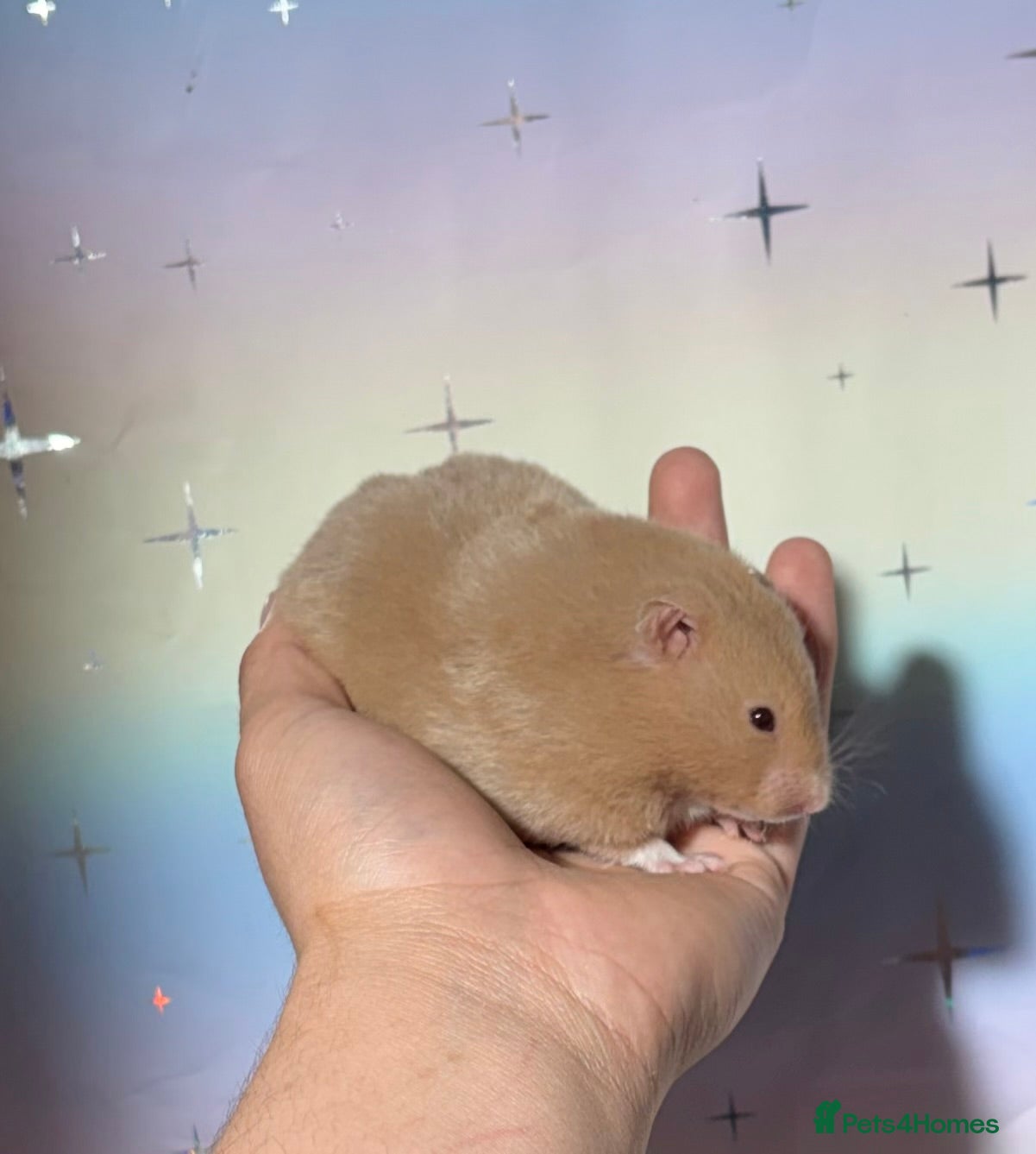 Hamster rodents BABY TAME PEDIGREE SYRIAN HAMSTERS  - Advert 4