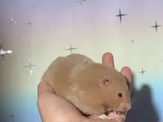 Hamster rodents BABY TAME PEDIGREE SYRIAN HAMSTERS - Advert 4