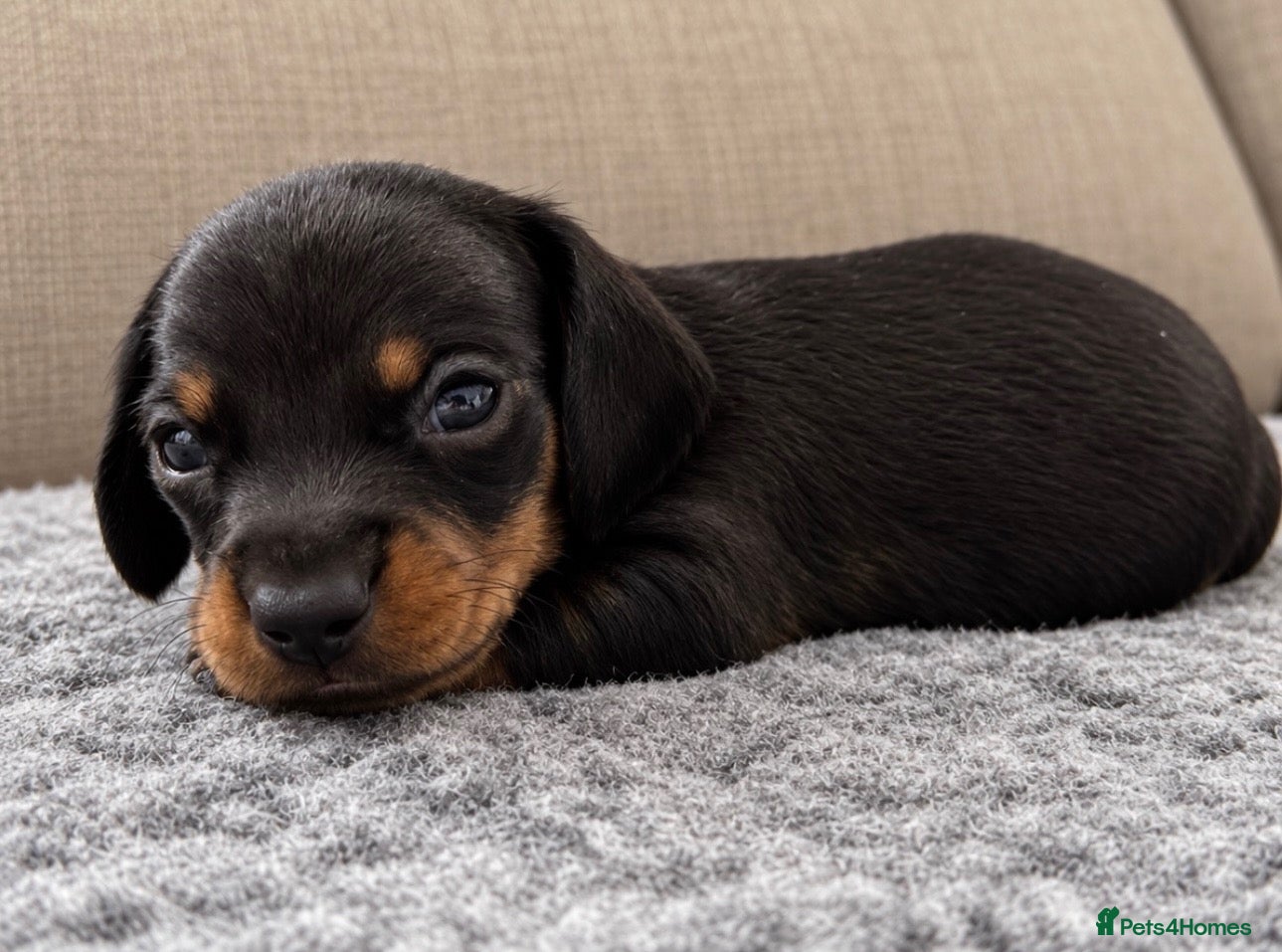 Miniature Dachshund dogs for sale:  Miniature Dachshund Puppies  - Advert 2