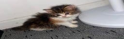 Siberian cats for sale: Kittens for sale bradford - Advert 22