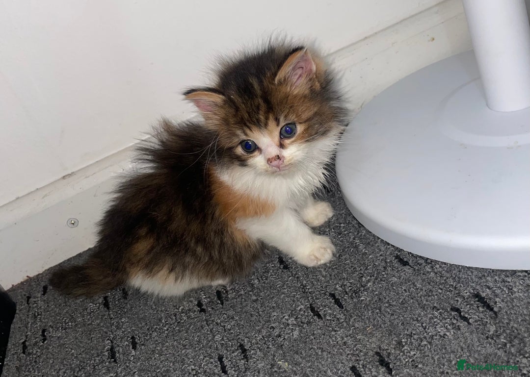 Siberian cats for sale: Kittens for sale bradford - Advert 22