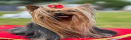 Yorkshire Terrier dogs for stud: KC REG UK Champion 🏆Yorkshire terrier for STUD - Advert 1