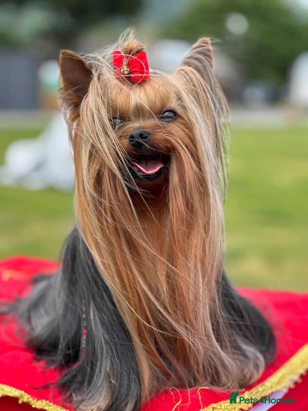 Yorkshire Terrier dogs for stud: KC REG UK Champion 🏆Yorkshire terrier for STUD - Advert 1