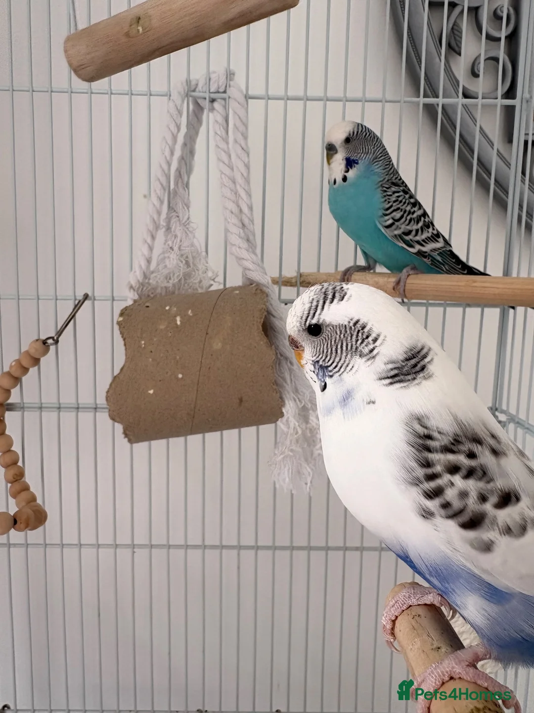 Budgerigars birds for sale: 2 Budgies (EVERHTHING INCLUDED) - Advert 4