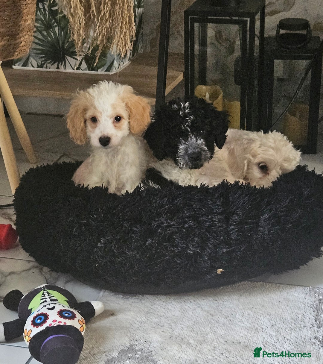 Cockapoo dogs for sale: Cockerpoo puppy last girl left  - Image 2