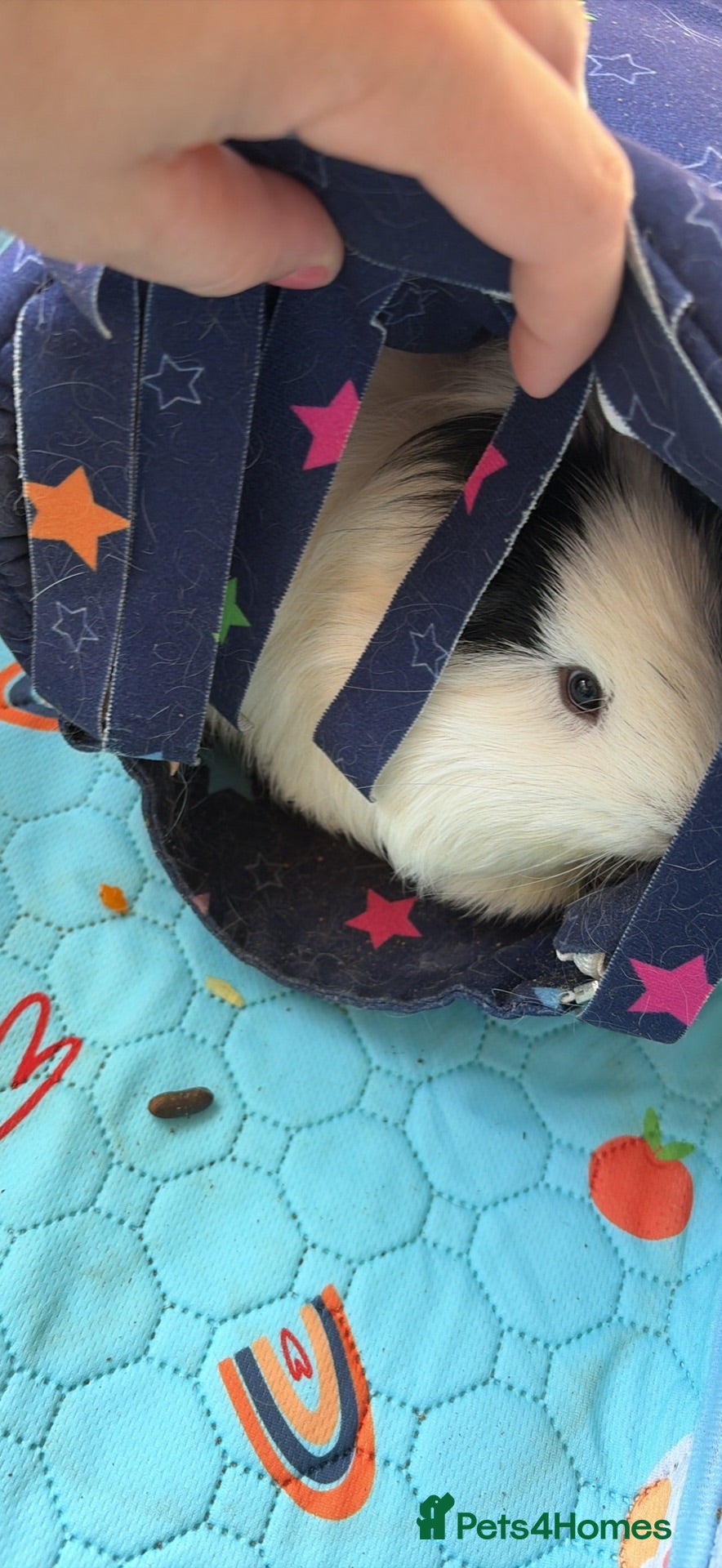 Guinea Pig rodents Male guinea pigs  - Advert 2
