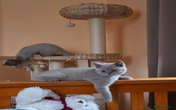 British Shorthair cats for sale: British Blue Short-hair 4 kittens for sale  - Image 27