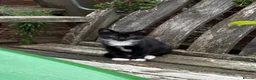 Mixed Breed cats for sale: Beautiful Black / Black & White Kittens  - Advert 3