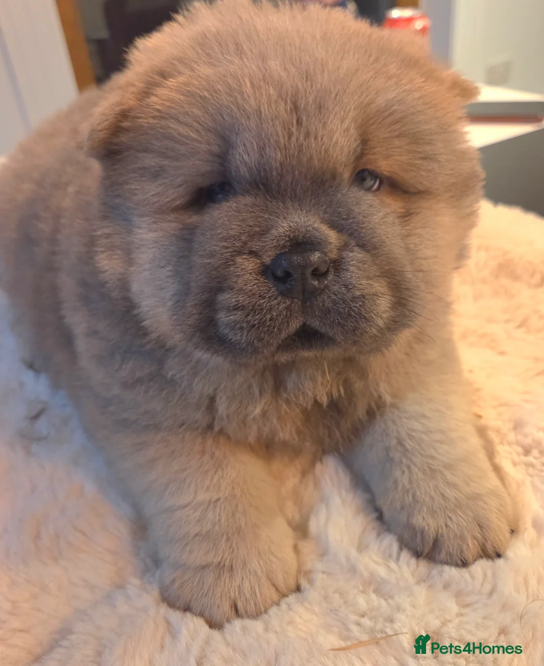 Chow Chow dogs for sale: Chow chow puppies  - Advert 7