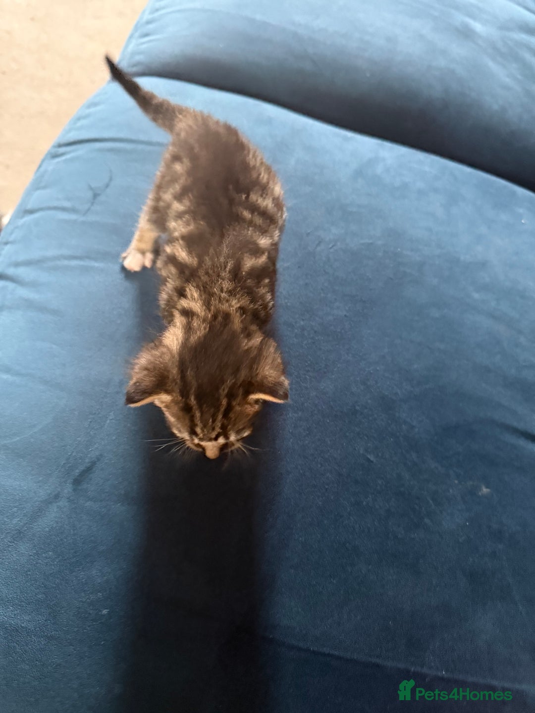 Mixed Breed cats for sale: 🐾 6 Kittens Looking for Forever Homes! 🐾 - Image 6