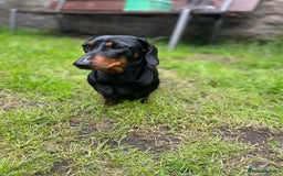 Miniature Dachshund dogs for sale: Miniature dachshund  - Image 4