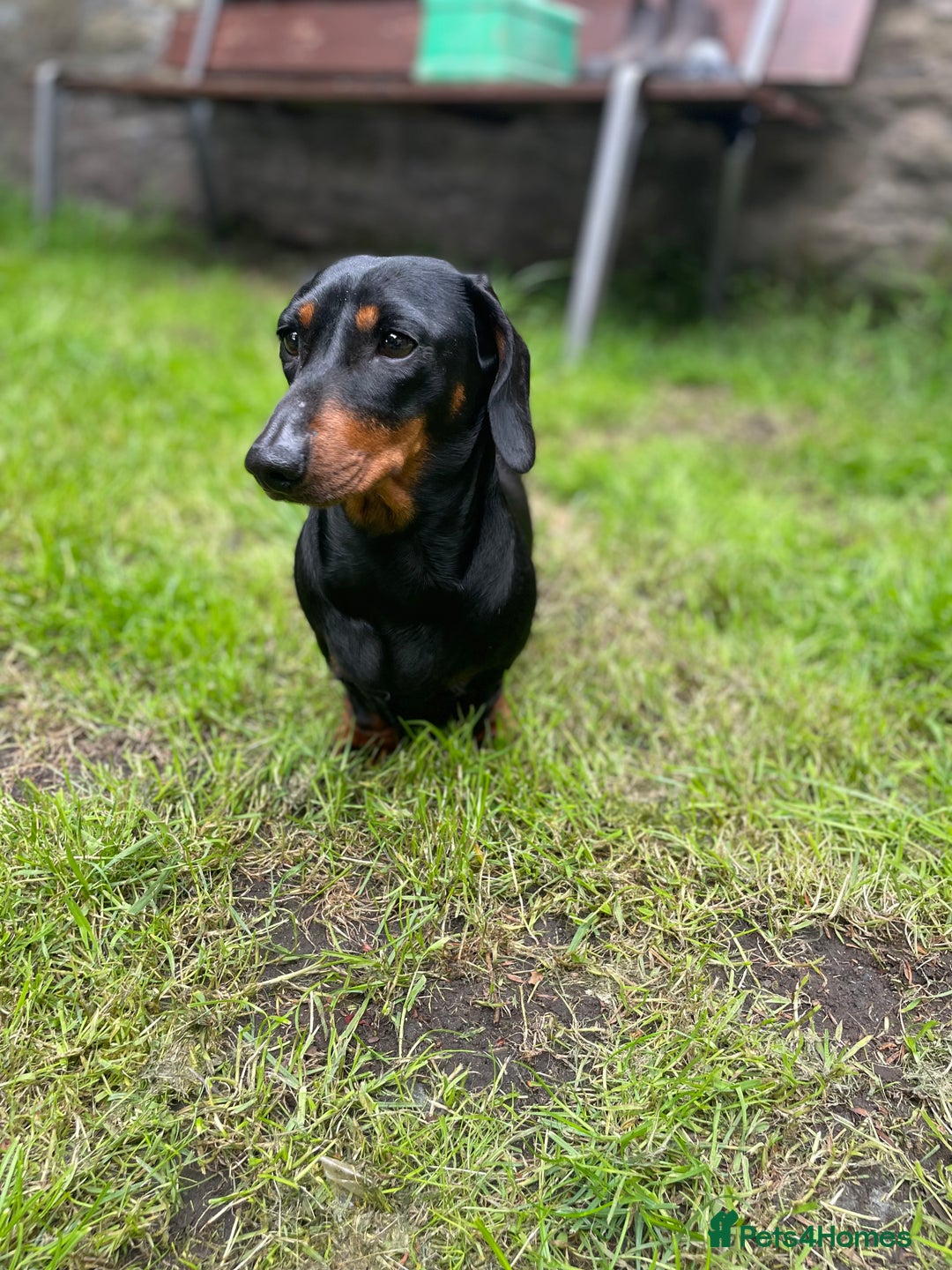 Miniature Dachshund dogs for sale: Miniature dachshund  - Image 4