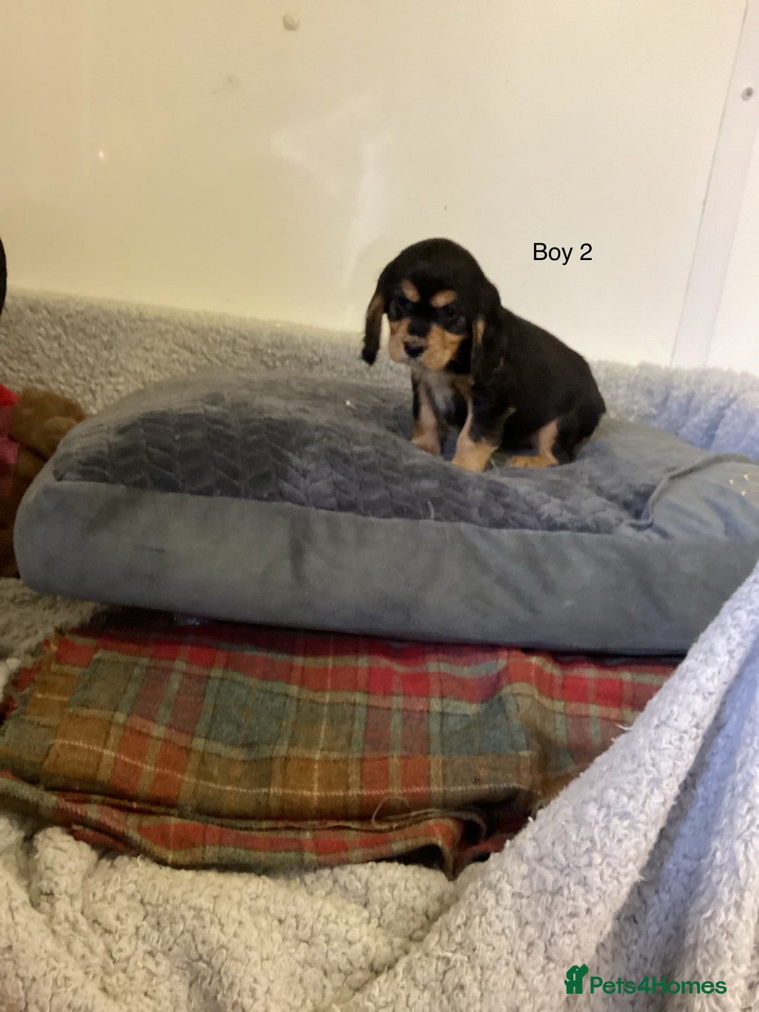 Cockalier dogs for sale: Cockalier  - Image 5