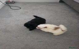 Pomeranian dogs for sale: Pomeranian puppies  - Image 4