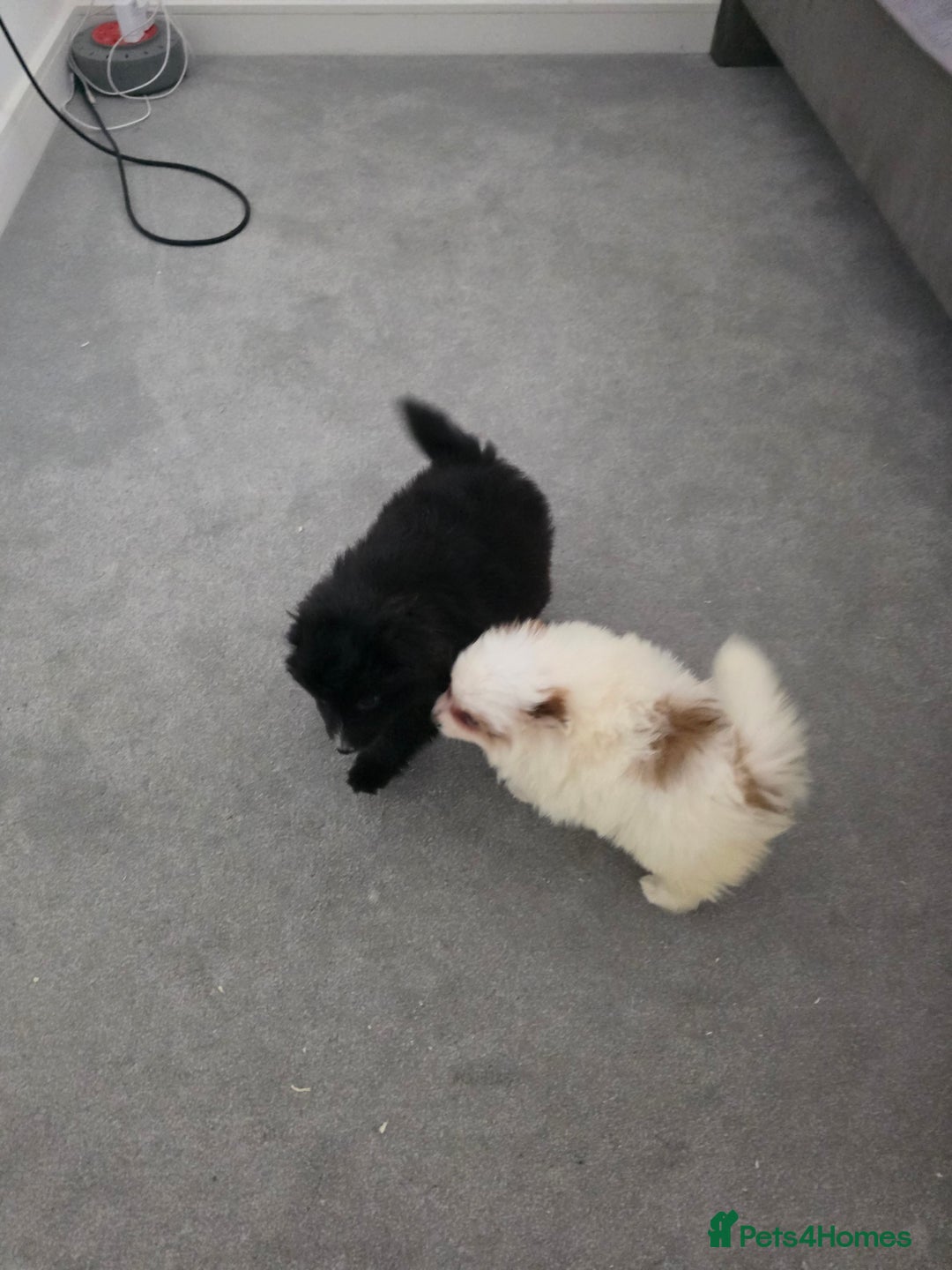 Pomeranian dogs for sale: Pomeranian puppies  - Image 4