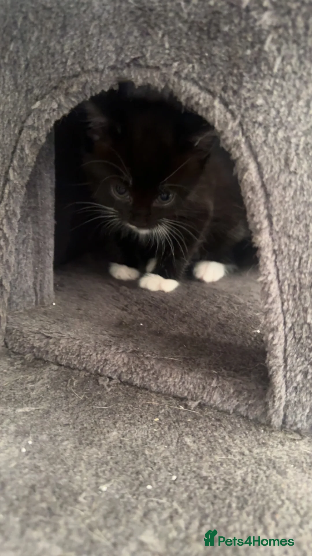 Mixed Breed cats for sale:  ** s to a good home in Manchester - Advert 2
