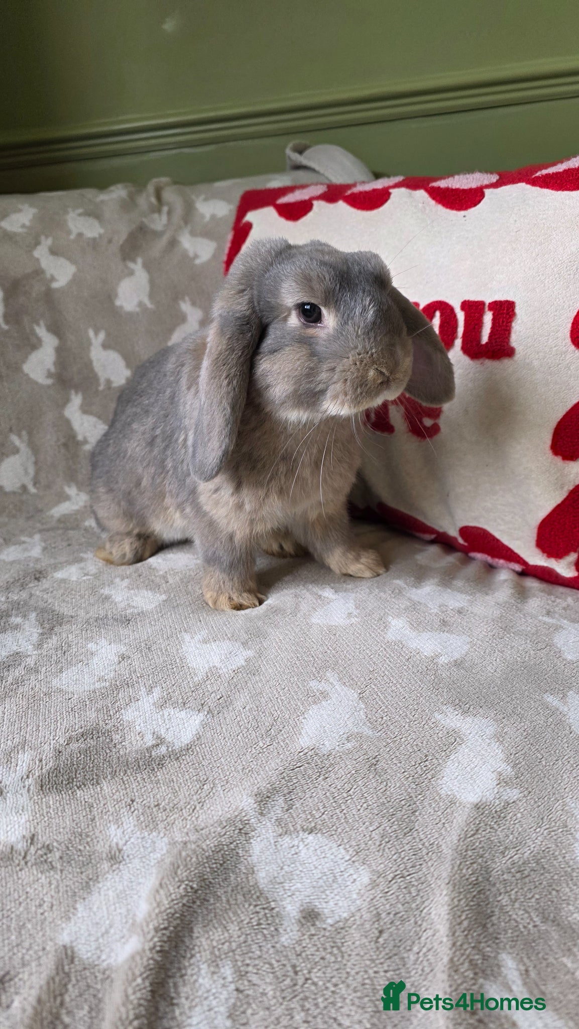 Mini Lop rabbits Mini lops for sale READY NOW - Advert 1