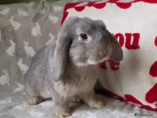 Mini Lop rabbits Mini lops for sale READY NOW - Advert 1