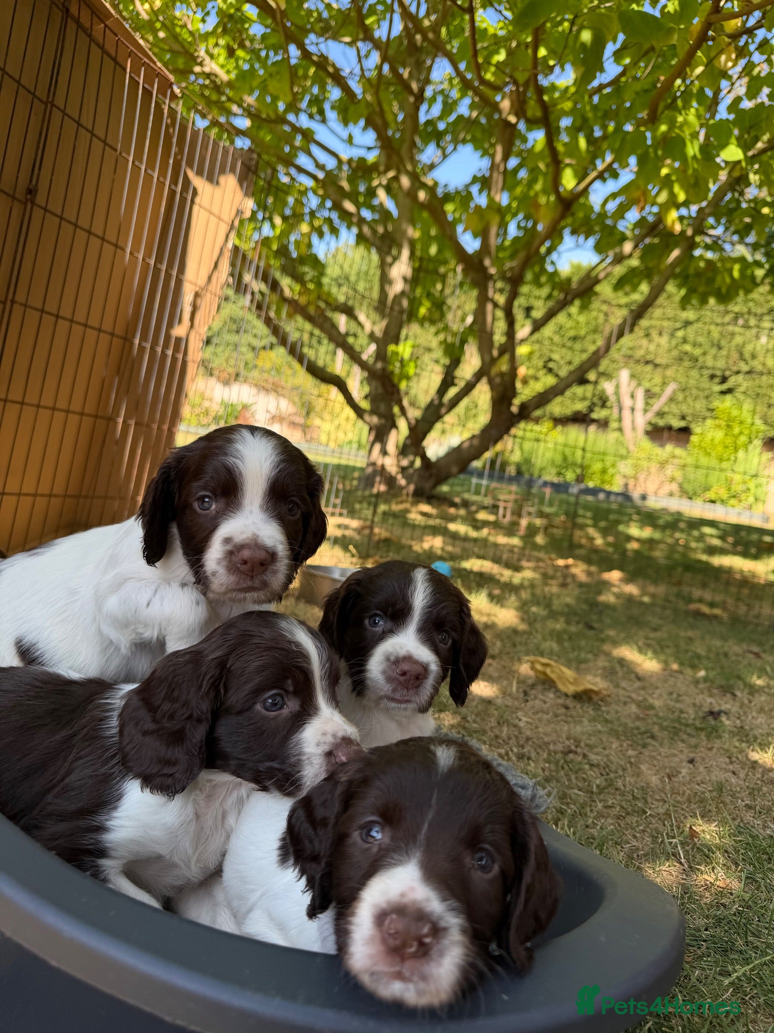 English Springer Spaniel dogs Fabulous Springer Spaniel puppies for sale - Advert 2