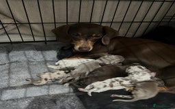 Dachshund dogs for sale: Dapple cream dachshund - Image 8