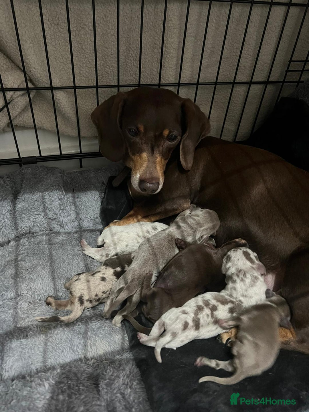 Dachshund dogs for sale: Dapple cream dachshund - Image 8