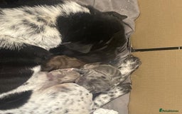 Mixed Breed dogs for sale: Lab Pei puppies  - Image 13