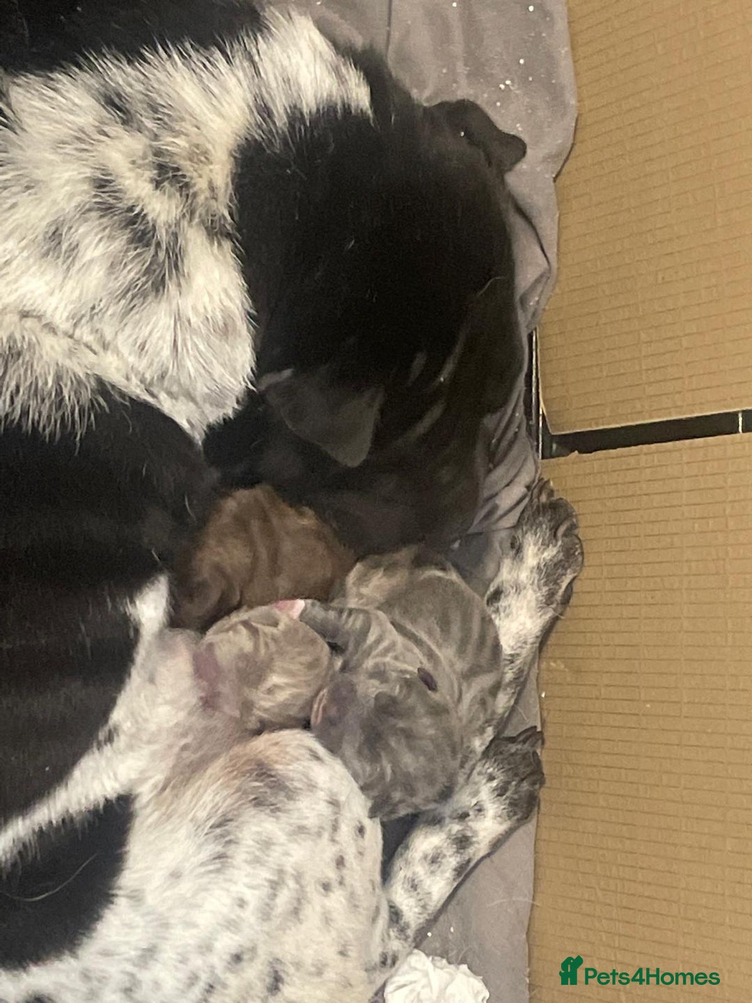 Mixed Breed dogs for sale: Lab Pei puppies  - Image 13