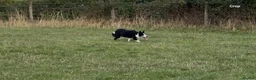 Smooth Collie dogs for sale: 9 month old female  - Advert 2