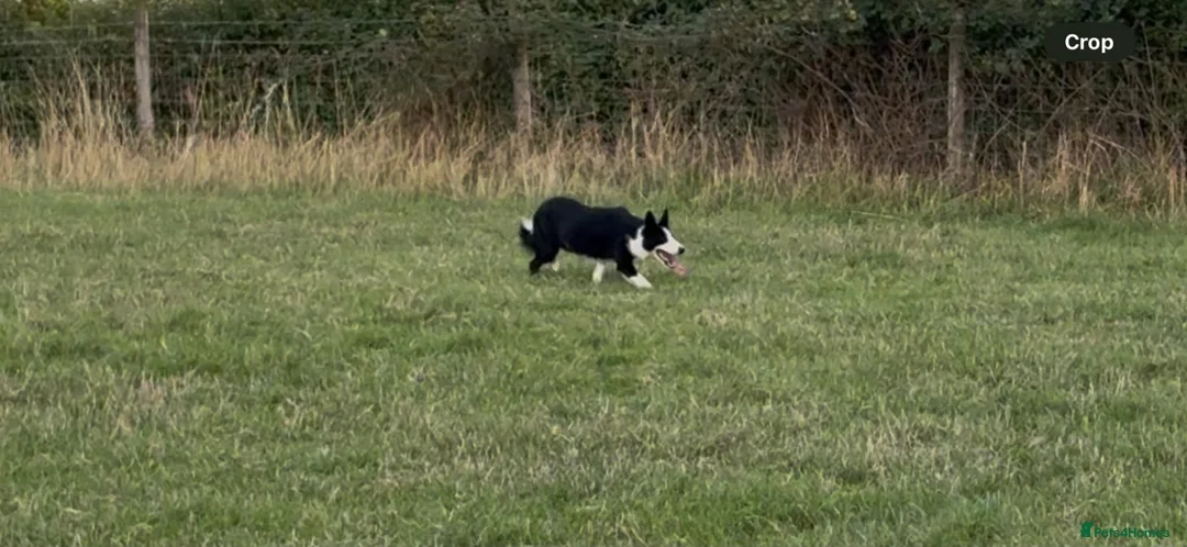 Smooth Collie dogs for sale: 9 month old female  - Advert 2