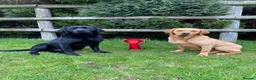 Labrador Retriever dogs for sale: Beautiful Kennel Club Registered Labrador Puppies - Advert 3