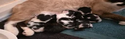 Mixed Breed cats for sale: Mixed litter  in Taunton - Advert 4