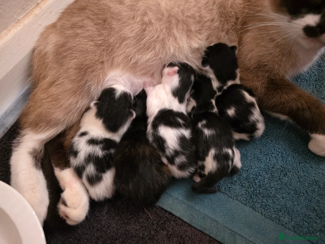 Mixed Breed cats for sale: Mixed litter  in Taunton - Advert 4