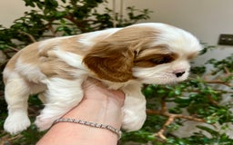 Cavalier King Charles Spaniel dogs for sale: Champion Sired KC Reg Cavalier King Charles  - Image 13