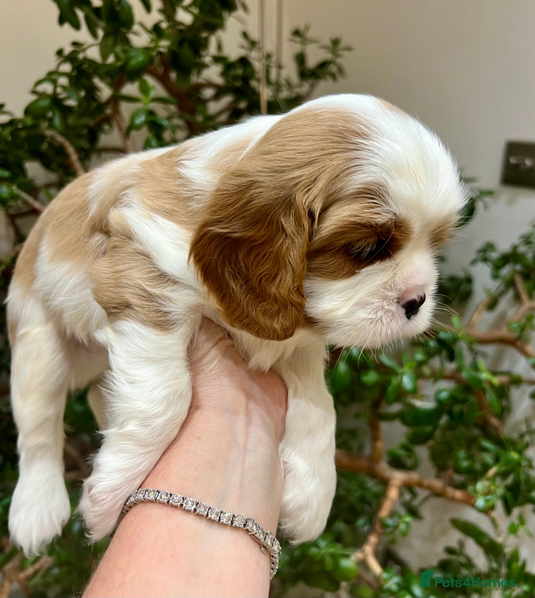 Cavalier King Charles Spaniel dogs for sale: Champion Sired KC Reg Cavalier King Charles  - Image 13