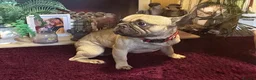 French Bulldog dogs for sale: ✨ STUNNING MERLE FRENCHIES | 5 BOYS & 1 GIRL 🫶🏻 in Derby - Advert 13