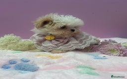 Maltipoo dogs for sale: Luxury Korean F1b maltipoos 😍🐶🐾 - Image 10