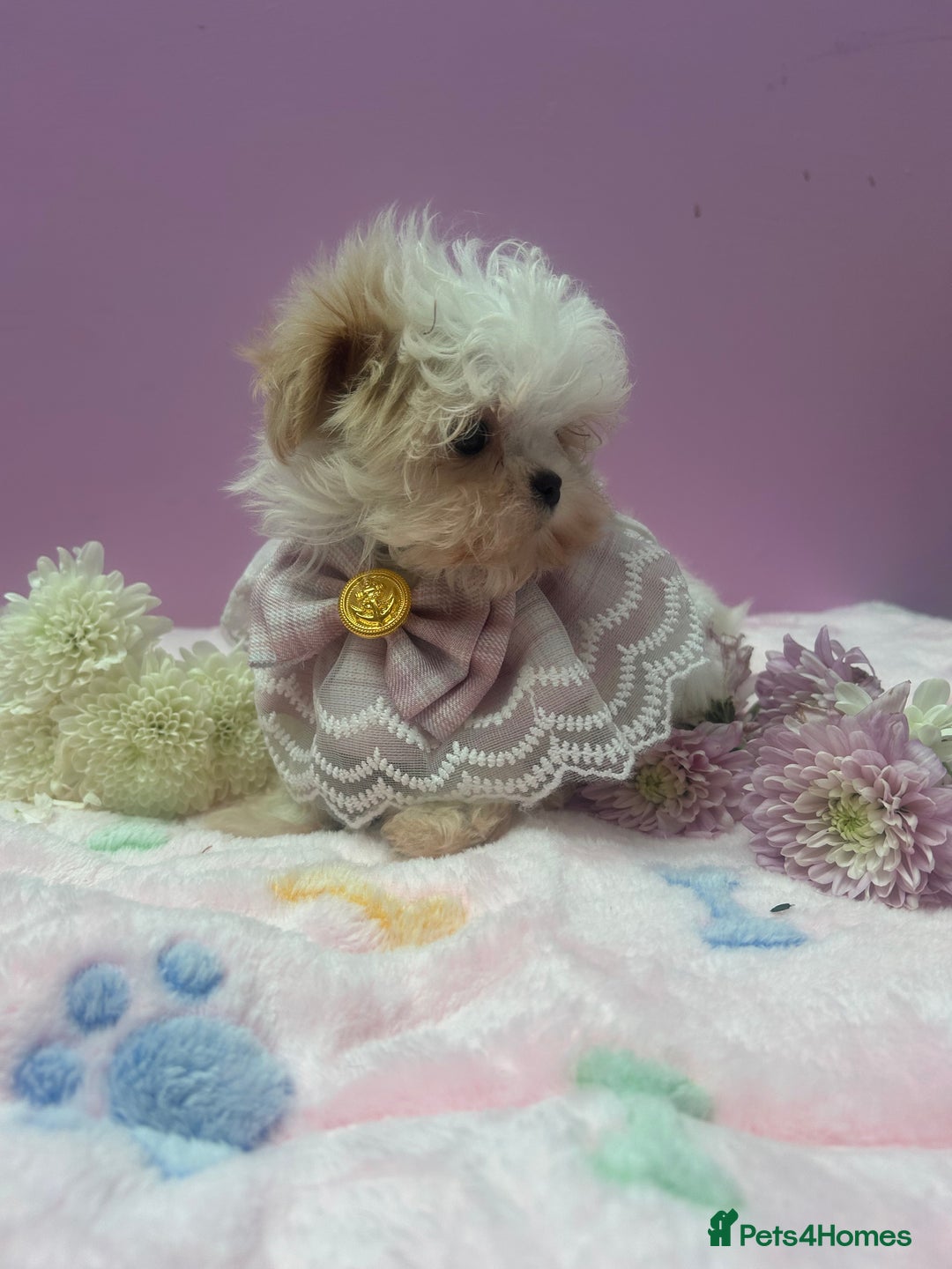 Maltipoo dogs for sale: Luxury Korean F1b maltipoos 😍🐶🐾 - Image 10