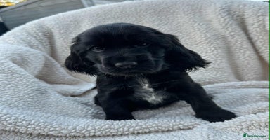 Cocker Spaniel dogs - Advert 14