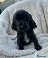 Cocker Spaniel dogs - Advert 10