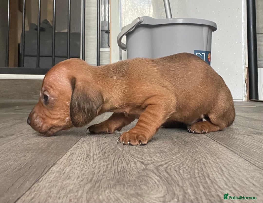 Miniature Dachshund dogs for sale: Smooth haired Miniature dachshunds - Image 5