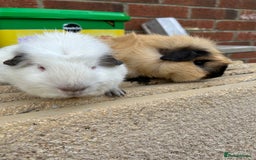 Guinea Pig rodents for sale: Funky guinea pigs  - Image 3