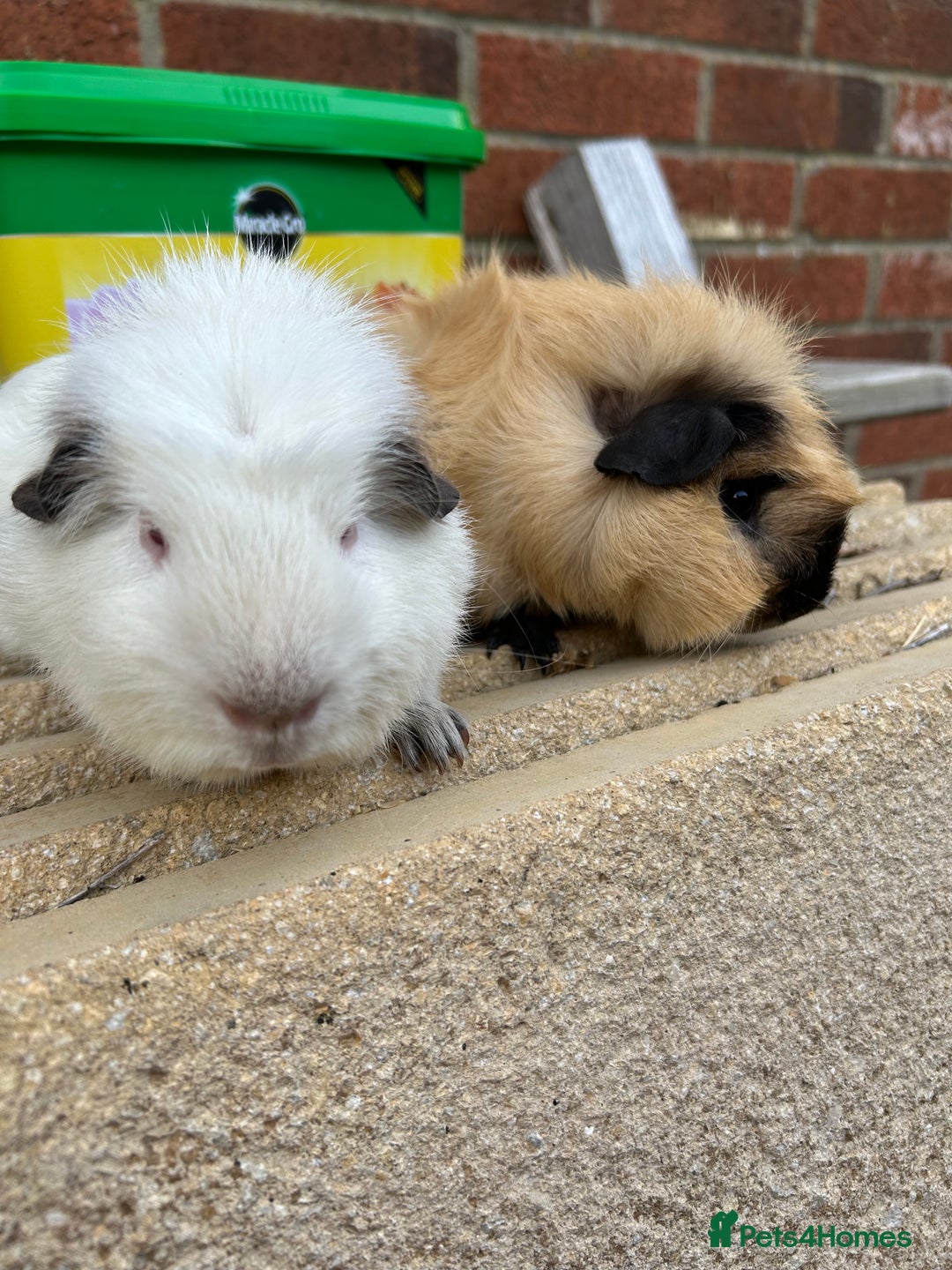 Guinea Pig rodents for sale: Funky guinea pigs  - Image 3