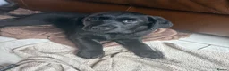 Goldador dogs for sale: Beautiful Chunky Labrador puppies - Advert 16