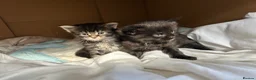 Maine Coon cats for sale: Beautiful Mainecoon kittens  - Advert 5