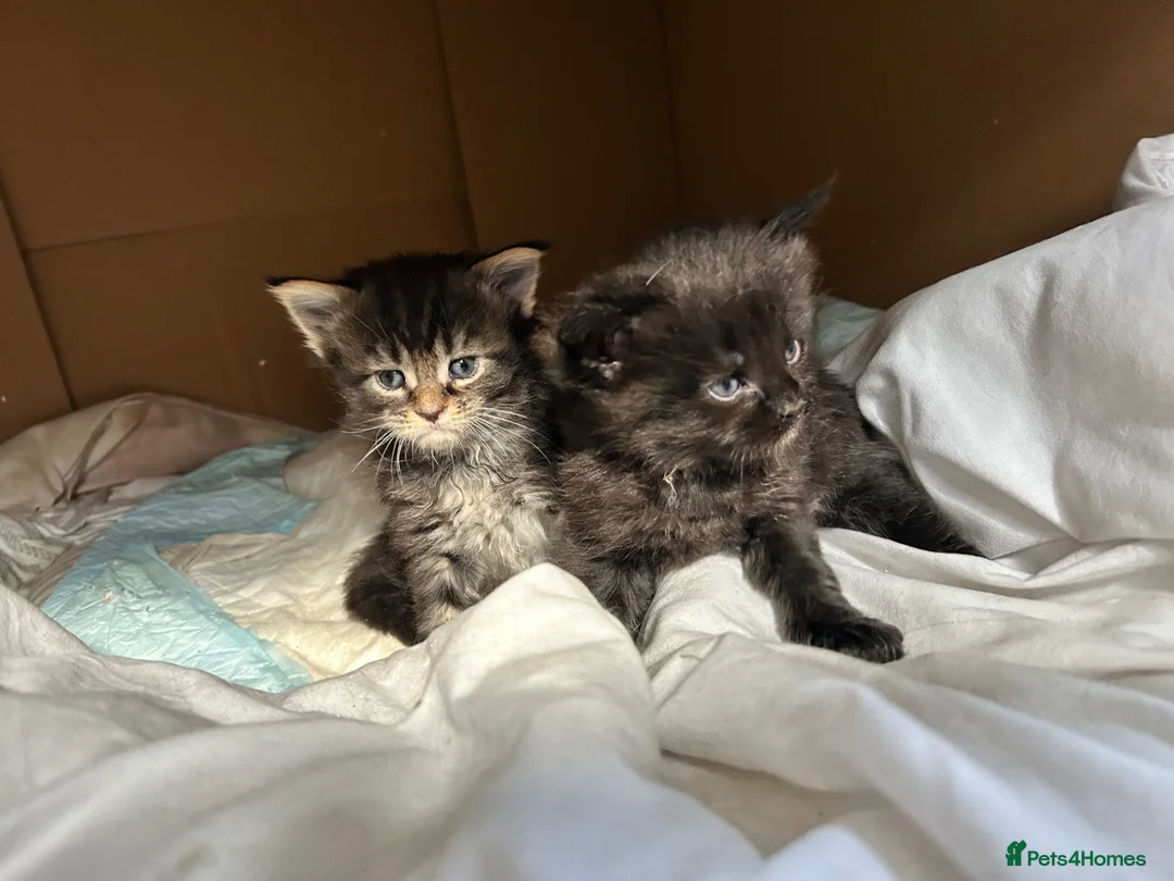 Maine Coon cats for sale: Beautiful Mainecoon kittens  - Advert 5