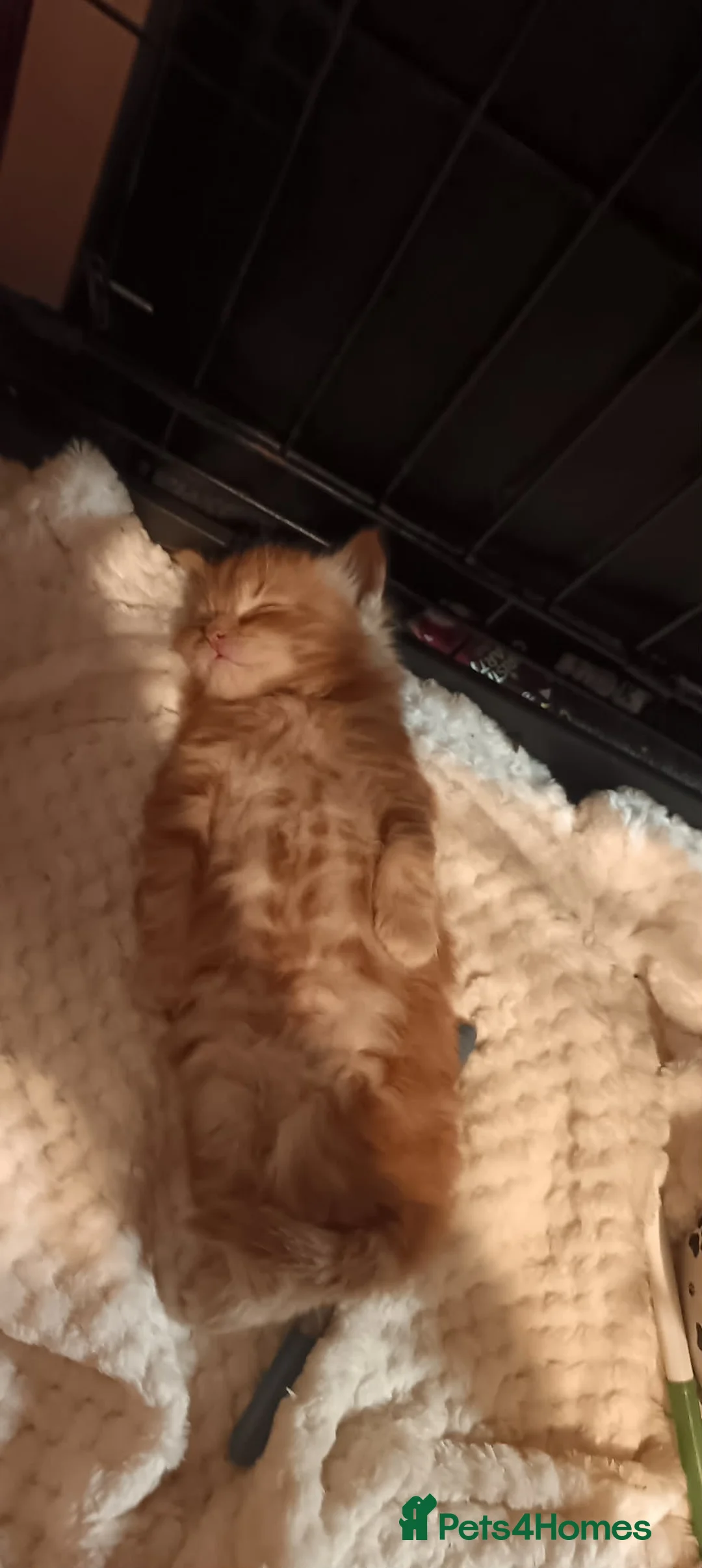 British Longhair cats for sale: 3 kittens  - Advert 2