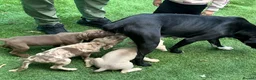 Mixed Breed dogs for sale: 3 adorable puppies looking for loving families!  - Advert 1