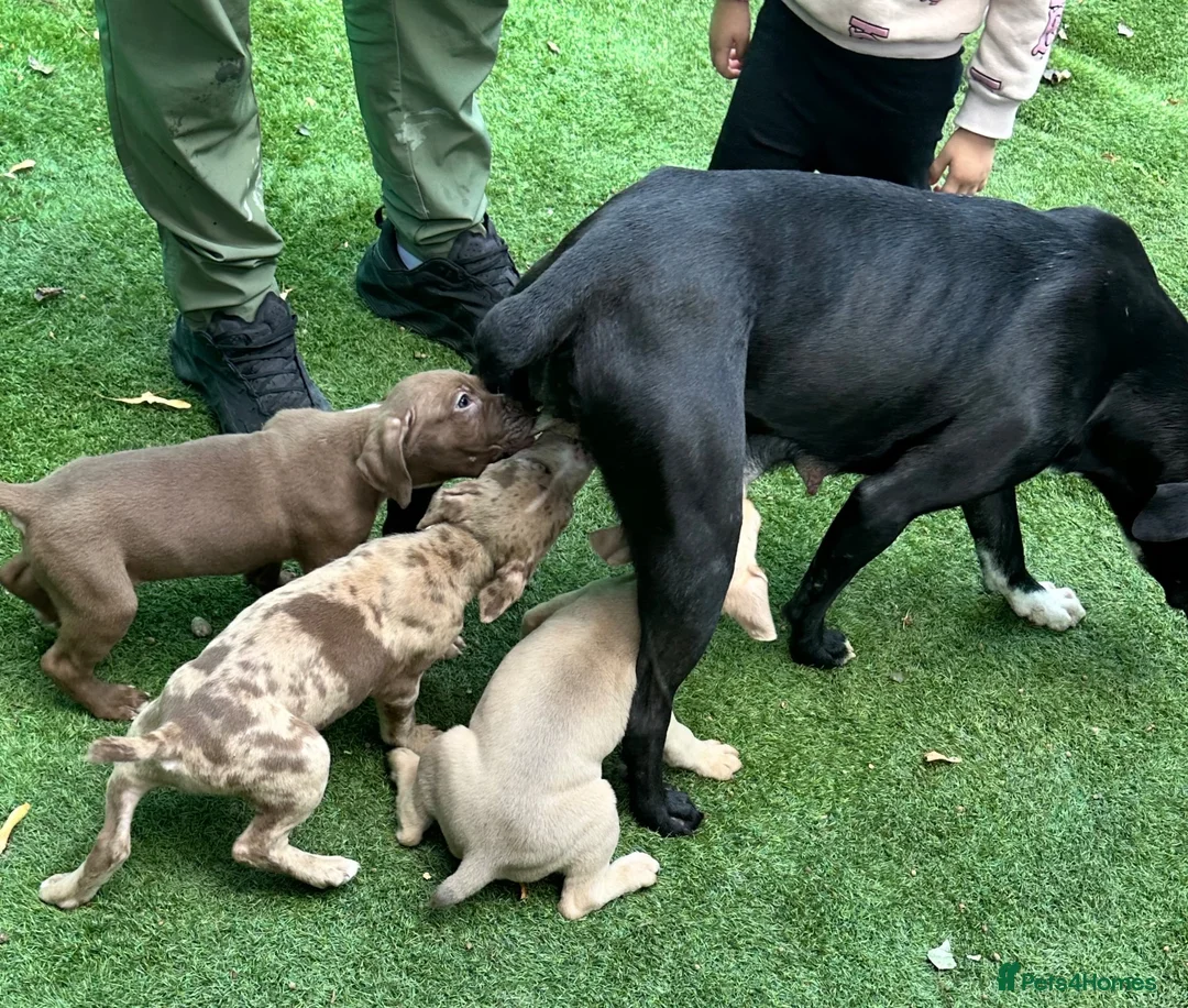 Mixed Breed dogs for sale: 3 adorable puppies looking for loving families!  - Advert 1