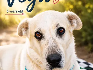 Mixed Breed dogs 🚨URGENT FOSTER/ FOSTER TO ADOPT HOME NEEDED VEGA - Advert 16